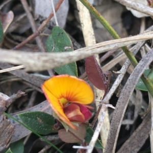 Bossiaea prostrata at Downer, ACT - 10 Sep 2021