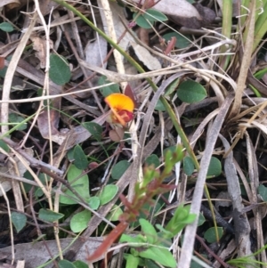 Bossiaea prostrata at Downer, ACT - 10 Sep 2021 03:16 PM