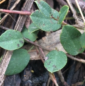 Bossiaea prostrata at Downer, ACT - 10 Sep 2021 03:16 PM