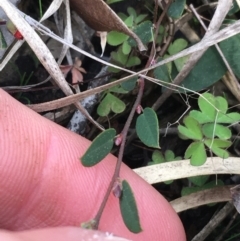 Bossiaea prostrata at Downer, ACT - 10 Sep 2021 03:16 PM