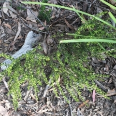 Phyllanthus occidentalis (Thyme Spurge) at Black Mountain - 10 Sep 2021 by Ned_Johnston