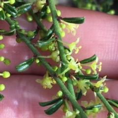 Phyllanthus occidentalis at Downer, ACT - 10 Sep 2021