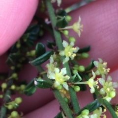 Phyllanthus occidentalis at Downer, ACT - 10 Sep 2021 03:19 PM