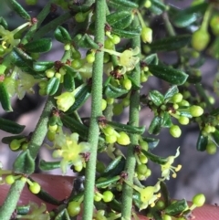 Phyllanthus occidentalis at Downer, ACT - 10 Sep 2021 03:19 PM