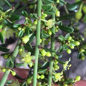 Phyllanthus occidentalis at Downer, ACT - 10 Sep 2021