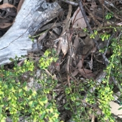 Phyllanthus occidentalis at Downer, ACT - 10 Sep 2021 03:19 PM