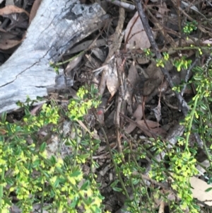 Phyllanthus occidentalis at Downer, ACT - 10 Sep 2021