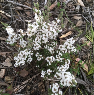 Leucopogon attenuatus (Small-leaved Beard Heath) at Black Mountain - 10 Sep 2021 by Ned_Johnston