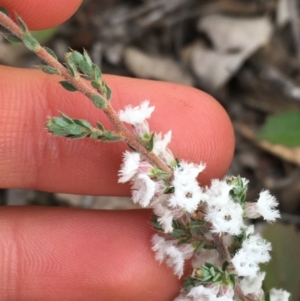 Styphelia attenuata at Downer, ACT - 10 Sep 2021