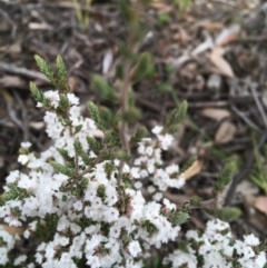 Styphelia attenuata at Downer, ACT - 10 Sep 2021