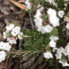 Styphelia attenuata at Downer, ACT - 10 Sep 2021