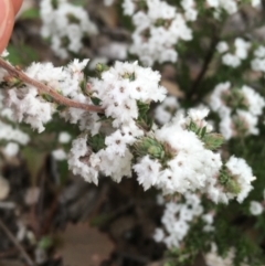 Styphelia attenuata at Downer, ACT - 10 Sep 2021