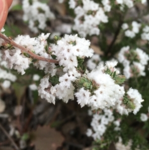 Leucopogon attenuatus at Downer, ACT - 10 Sep 2021