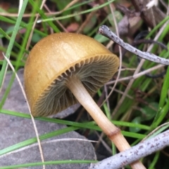 zz agaric (stem; gills not white/cream) at Downer, ACT - 10 Sep 2021 by NedJohnston