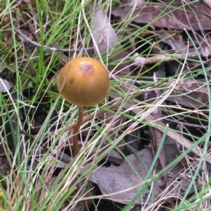 zz agaric (stem; gills not white/cream) at Downer, ACT - 10 Sep 2021 03:27 PM