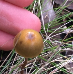 zz agaric (stem; gills not white/cream) at Downer, ACT - 10 Sep 2021