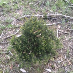 Hakea sericea (Needlebush) at Black Mountain - 10 Sep 2021 by Ned_Johnston