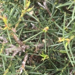 Hakea sericea at Downer, ACT - 10 Sep 2021