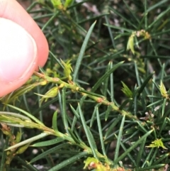 Hakea sericea at Downer, ACT - 10 Sep 2021