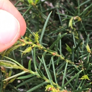 Hakea sericea at Downer, ACT - 10 Sep 2021