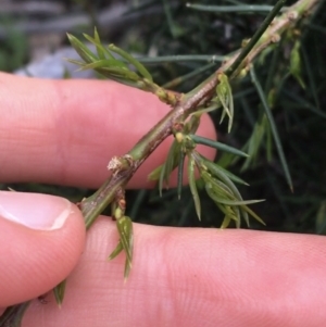 Hakea sericea at Downer, ACT - 10 Sep 2021