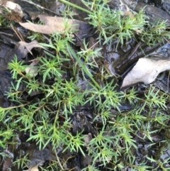 Haloragis heterophylla (Variable Raspwort) at Downer, ACT - 10 Sep 2021 by NedJohnston