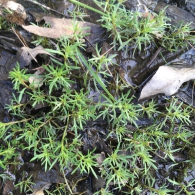 Haloragis heterophylla (Variable Raspwort) at Black Mountain - 10 Sep 2021 by Ned_Johnston