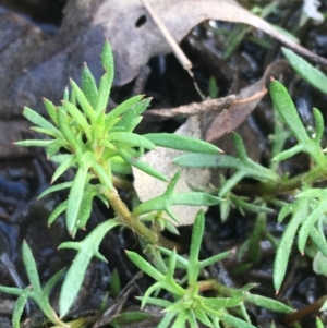 Haloragis heterophylla at Downer, ACT - 10 Sep 2021