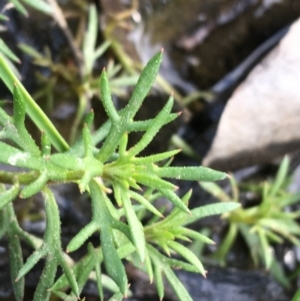 Haloragis heterophylla at Downer, ACT - 10 Sep 2021
