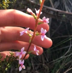 Stylidium graminifolium (Grass Triggerplant) at O'Connor, ACT - 12 Sep 2021 by Ned_Johnston