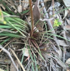Stylidium graminifolium at O'Connor, ACT - 12 Sep 2021