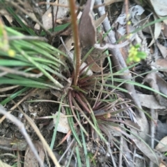 Stylidium graminifolium at O'Connor, ACT - 12 Sep 2021 03:53 PM