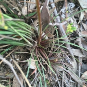 Stylidium graminifolium at O'Connor, ACT - 12 Sep 2021