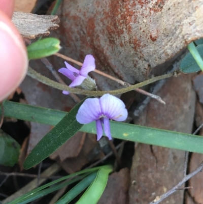 Hovea heterophylla (Common Hovea) at O'Connor, ACT - 10 Sep 2021 by NedJohnston