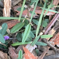 Hovea heterophylla at O'Connor, ACT - 10 Sep 2021 03:56 PM