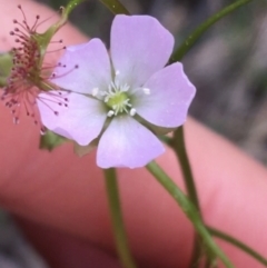 Drosera auriculata (Tall Sundew) at Black Mountain - 10 Sep 2021 by Ned_Johnston