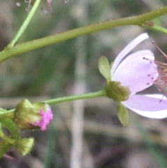 Drosera auriculata at O'Connor, ACT - 10 Sep 2021 04:01 PM