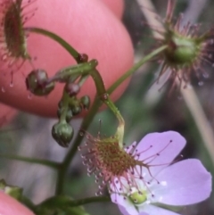 Drosera auriculata at O'Connor, ACT - 10 Sep 2021 04:01 PM