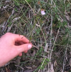 Drosera auriculata at O'Connor, ACT - 10 Sep 2021 04:01 PM