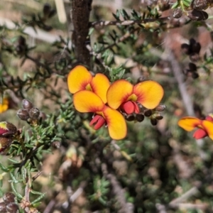 Dillwynia phylicoides at Springrange, NSW - 11 Sep 2021