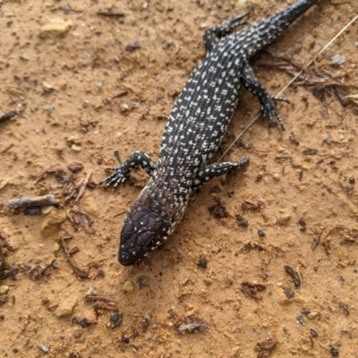 Egernia cunninghami (Cunningham's Skink) at Nanima, NSW - 5 Sep 2021 by Miko