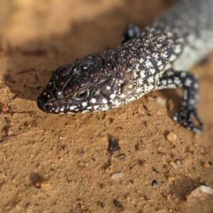 Egernia cunninghami at Nanima, NSW - 5 Sep 2021 03:32 PM