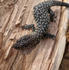 Egernia cunninghami at Nanima, NSW - 5 Sep 2021 03:32 PM