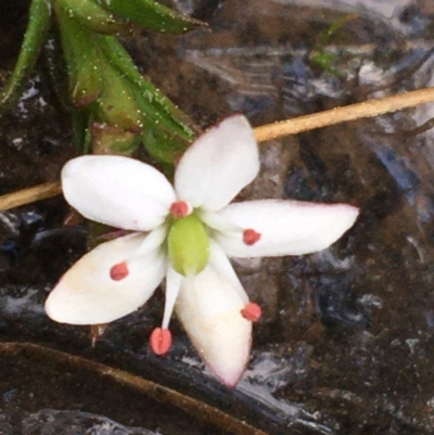 Rhytidosporum procumbens (White Marianth) at O'Connor, ACT - 10 Sep 2021 by Ned_Johnston