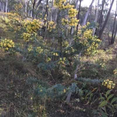 Acacia baileyana (Cootamundra Wattle, Golden Mimosa) at Black Mountain - 10 Sep 2021 by Ned_Johnston