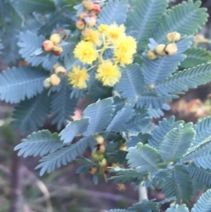 Acacia baileyana at O'Connor, ACT - 10 Sep 2021 04:01 PM