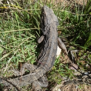 Pogona barbata at Nanima, NSW - 18 Aug 2021