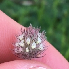 Trifolium arvense var. arvense (Haresfoot Clover) at O'Connor, ACT - 10 Sep 2021 by NedJohnston