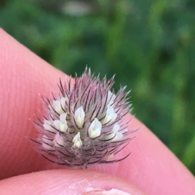 Trifolium arvense var. arvense (Haresfoot Clover) at O'Connor, ACT - 10 Sep 2021 by NedJohnston
