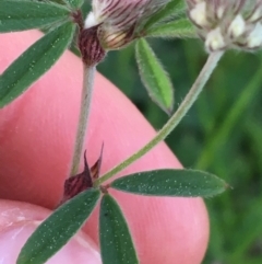 Trifolium arvense var. arvense at O'Connor, ACT - 10 Sep 2021